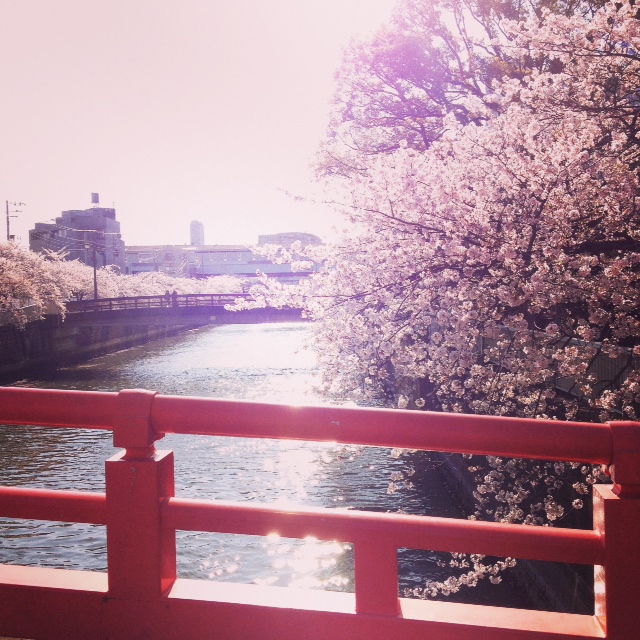 荏原神社の桜。